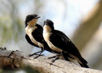 BF Restless Flycatcher juvenile thread.jpg