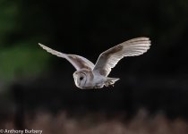 Barn Owl-0496.jpg