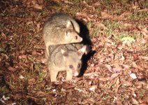 BF Brushtail Possum thread.jpg