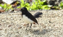 BF Willie-Wagtail thread.jpg