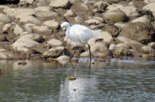 BF Little Egret thread.jpg