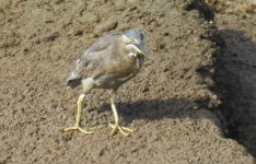 BF Striated Heron thread.jpg