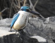 BF Sacred Kingfisher thread.jpg