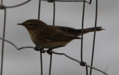 Yet another Algarve warbler.jpg