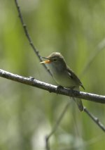 Marsh Warbler 23.jpg