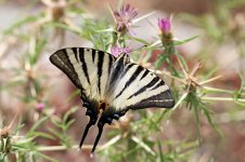 Scarce Swallowtail sc 3.jpg