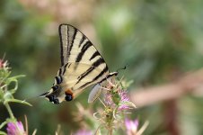 Scarce Swallowtail sc 1.jpg