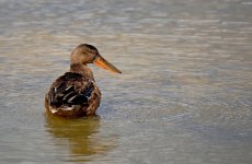 Fem Shoveler.jpg