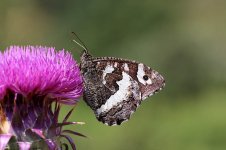 Great Banded Grayling sc 3.jpg