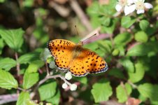 Corsican Fritillary sc 5.jpg