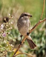 Red backed shrike juv Lanius collurio, Lotzaria 150919 cc Frank & Sheila Wood.JPG