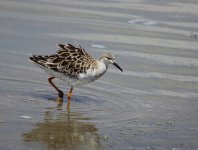 Yellowlegs 1.jpg