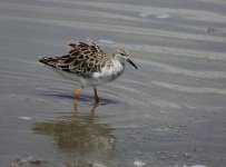 Yellowlegs2.jpg