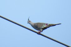 BF Crested Pigeon thread.jpg