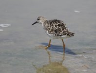 Yellowlegs3.jpg