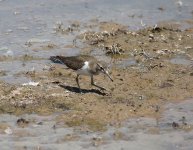 Shorebird Two.jpg