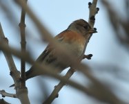 Brambling_Girdle Ness_071019a.jpg