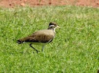 BF Banded Lapwing thread.jpg