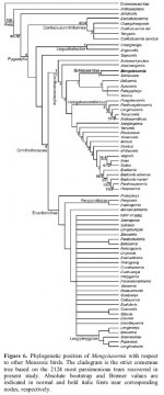 Mengciusornis-2.jpg