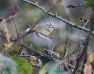 Goldcrest_Girdle Ness_071019a.jpg