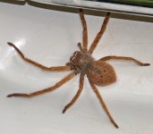 Spider-Daintree.jpg