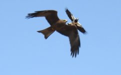 BF Black Kite mobbed by Magpie-Lark thread.jpg