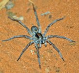 Spider-Broome-Western-Australia.jpg