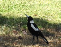 BF Australian Magpie Thread.jpg