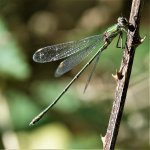 DSC08749ed25 Willow Emerald.jpg