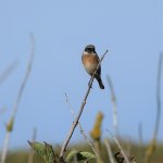 DSC09102ed50 male Stonechat.jpg