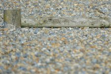 DSC09256ed50 Wheatear floating on a shingle sea.jpg