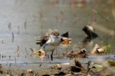 BF Black-fronted Dotterel juvenile thread.jpg