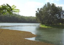 BF Oxenford Weir upstream thread.jpg