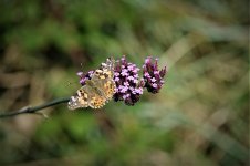 DSC00281ed50 Painted Lady.jpg