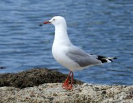 BF Silver Gull thread.jpg