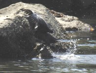 BF Little Black Cormorant thread.jpg