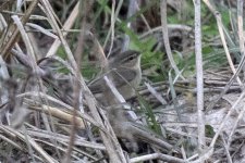 Warbler, Abberant (Perplexing)_X7A2613.jpg