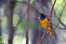 Daurian Redstart.jpg