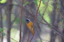 Daurian Redstart (1).jpg