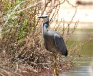 BF White-faced Heron thread.jpg