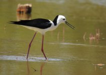 BF Pied Stilt thread.jpg