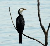 BF Little Pied Cormorant thread.jpg