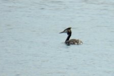 BF Great Crested Grebe thread.jpg