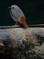 DSC00481 Plumbeous Redstart @ Sam Pak Wan.jpg