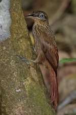 Cocoa Woodcreeper _1.jpg