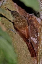 Cocoa Woodcreeper_2.jpg