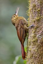 Spotted Woodcreeper_1.jpg