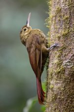 Spotted Woodcreeper_2.jpg