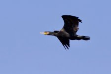 Great Cormorant.jpg