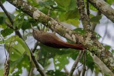 Streak-headed Woodcreeper_1.jpg